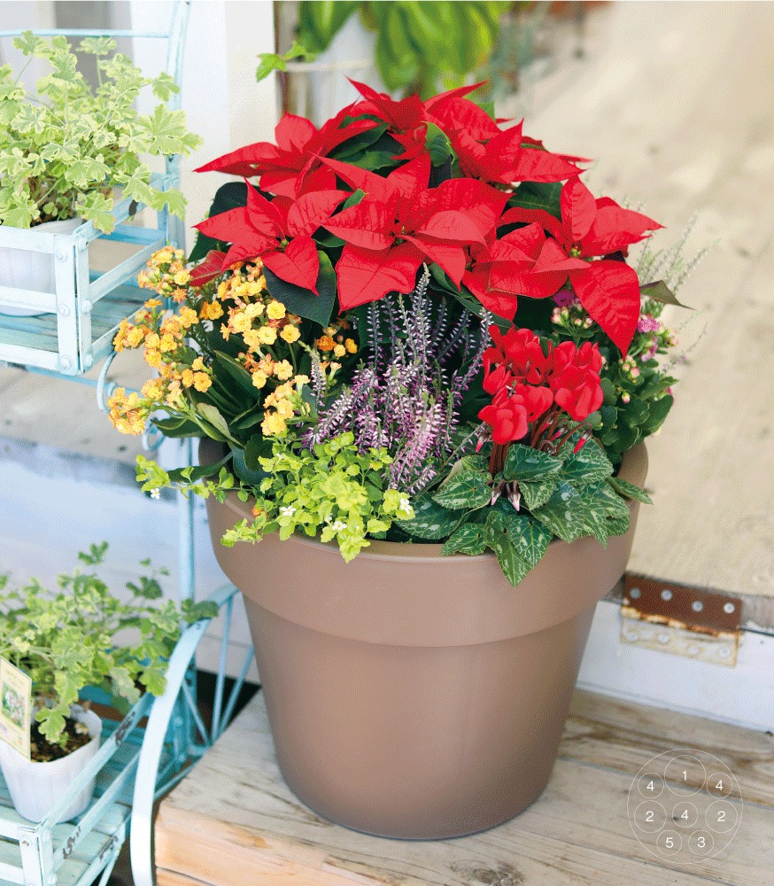 クリスマスの寄せ植えをつくろう！シーズンイベントを楽しむガーデニング植物の暮らしサポートマガジンPLANTE プランテ