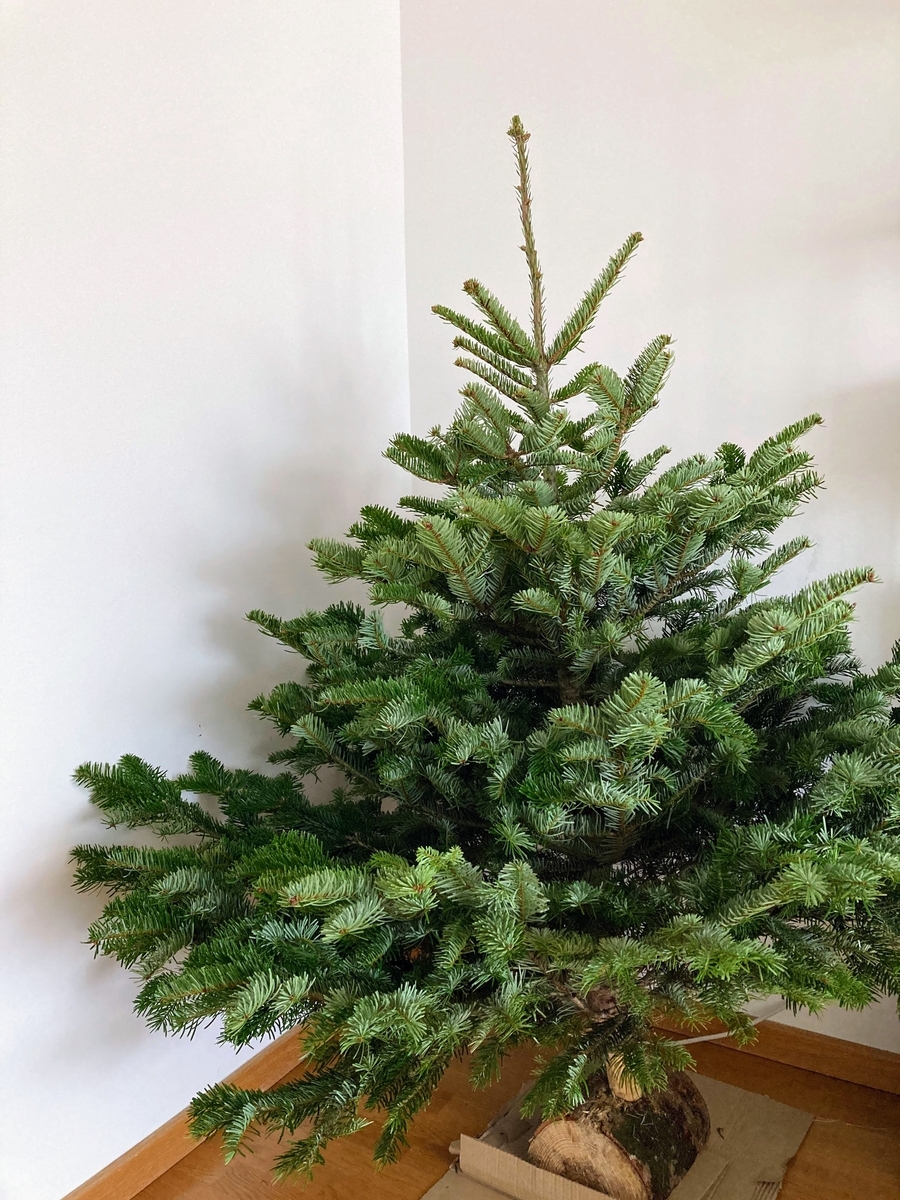 クリスマスツリーに「もみの木」が使われる理由 – ニッポン放送 NEWS ONLINE