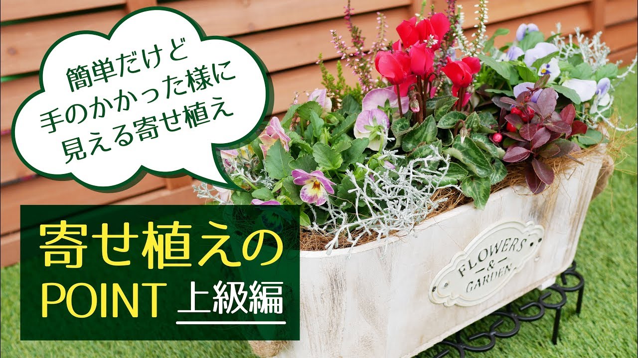 クリスマス風寄せ植えの作り方！クリスマス後の楽しみ方も農業・ガーデニング・園芸・家庭菜園マガジン AGRI PICK