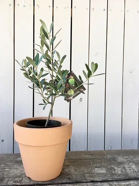 ノルンみなかみフラワーガーデン すいせんまつりスポット一覧心にググっと観光ぐんま