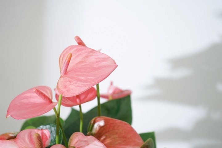 風水絵画 日照雪化粧の白富士 恋愛運結婚運アップ F4号キャンバスアート