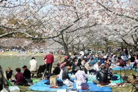 碧南市「明石公園桜まつり2025」開催！お花見と合わせて、イベント・屋台も楽しもう♪ 2025年3月21日〜4月6日ここいこ知多三河