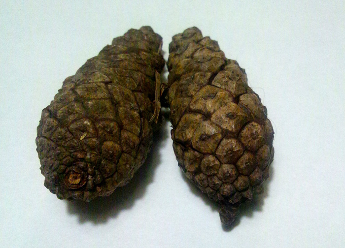 松ぼっくりの工作８選！おしゃれで簡単 保育園・夏休み・処理・幼児・ハリネズミ・リース・花保育士くらぶ