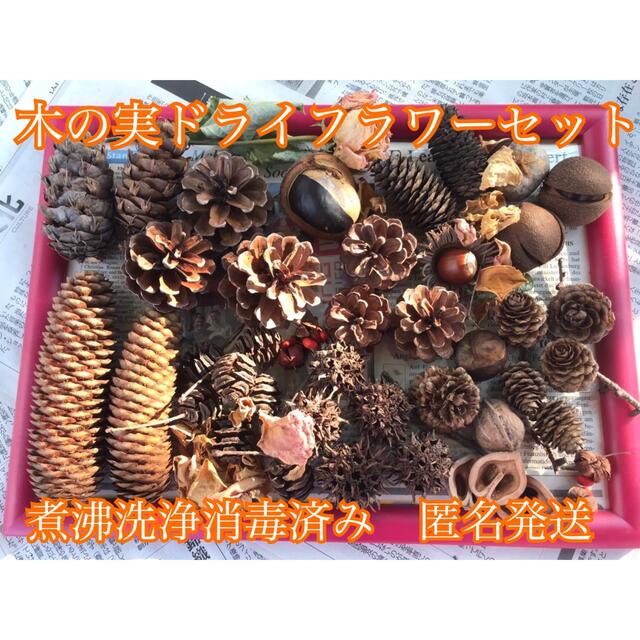 クリスマス飾り ドライフラワードアベル キットfajico