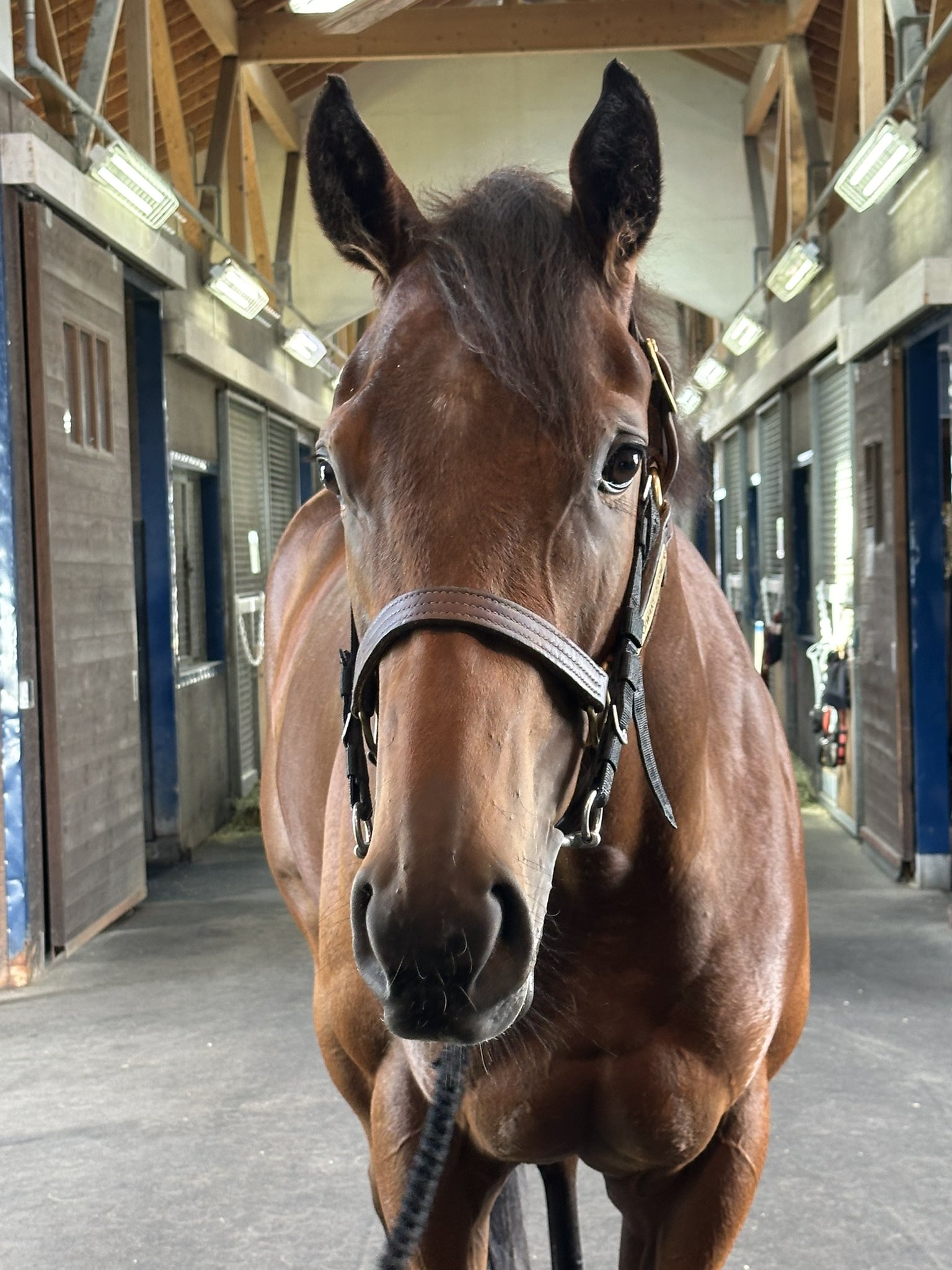 ビーズマニア☆ジョワイユ•ノエル～ブランシュ～ - メルカリ