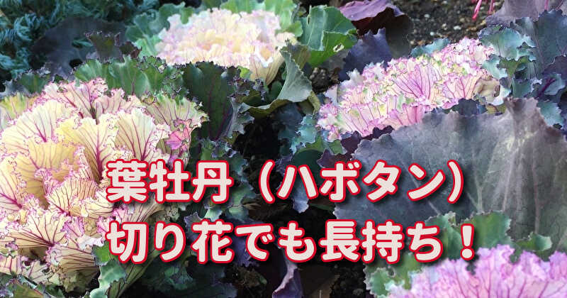 葉牡丹 お正月のインテリア実例RoomClip ルームクリップ