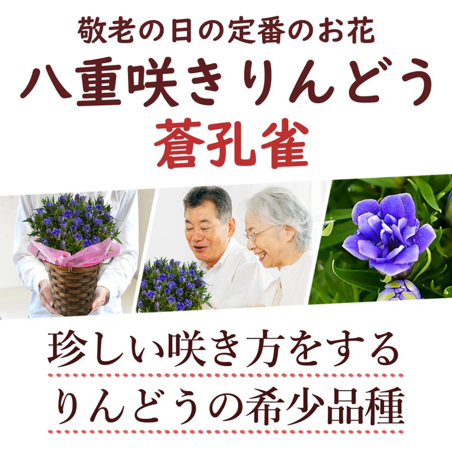 敬老の日に喜ばれる定番の花&おすすめの花ギフト暮らしゆったり