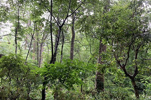 夏の天の川観測ガイド：夏の大三角と夏の星座・星雲・星団を見つけよう