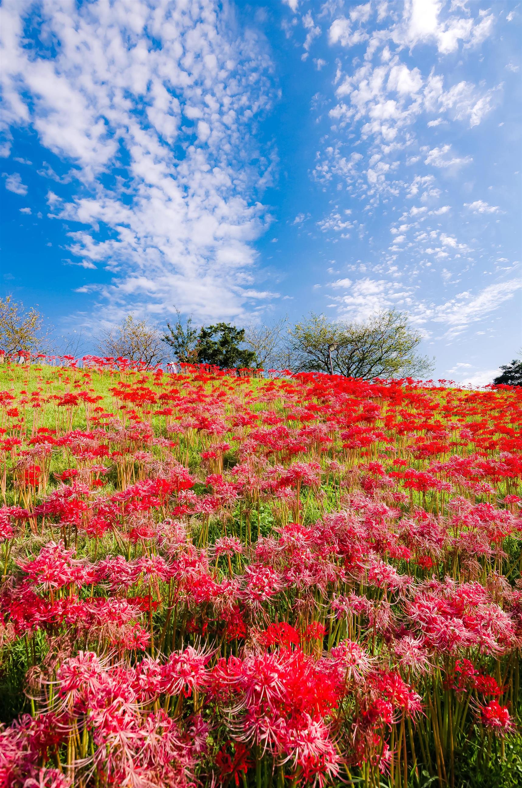 宮若市ふるさと秋まつり