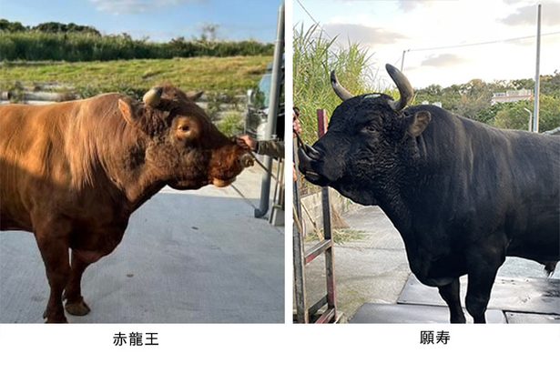３カ月ぶり 闘牛沸く うるま安慶名沖縄タイムス＋プラス