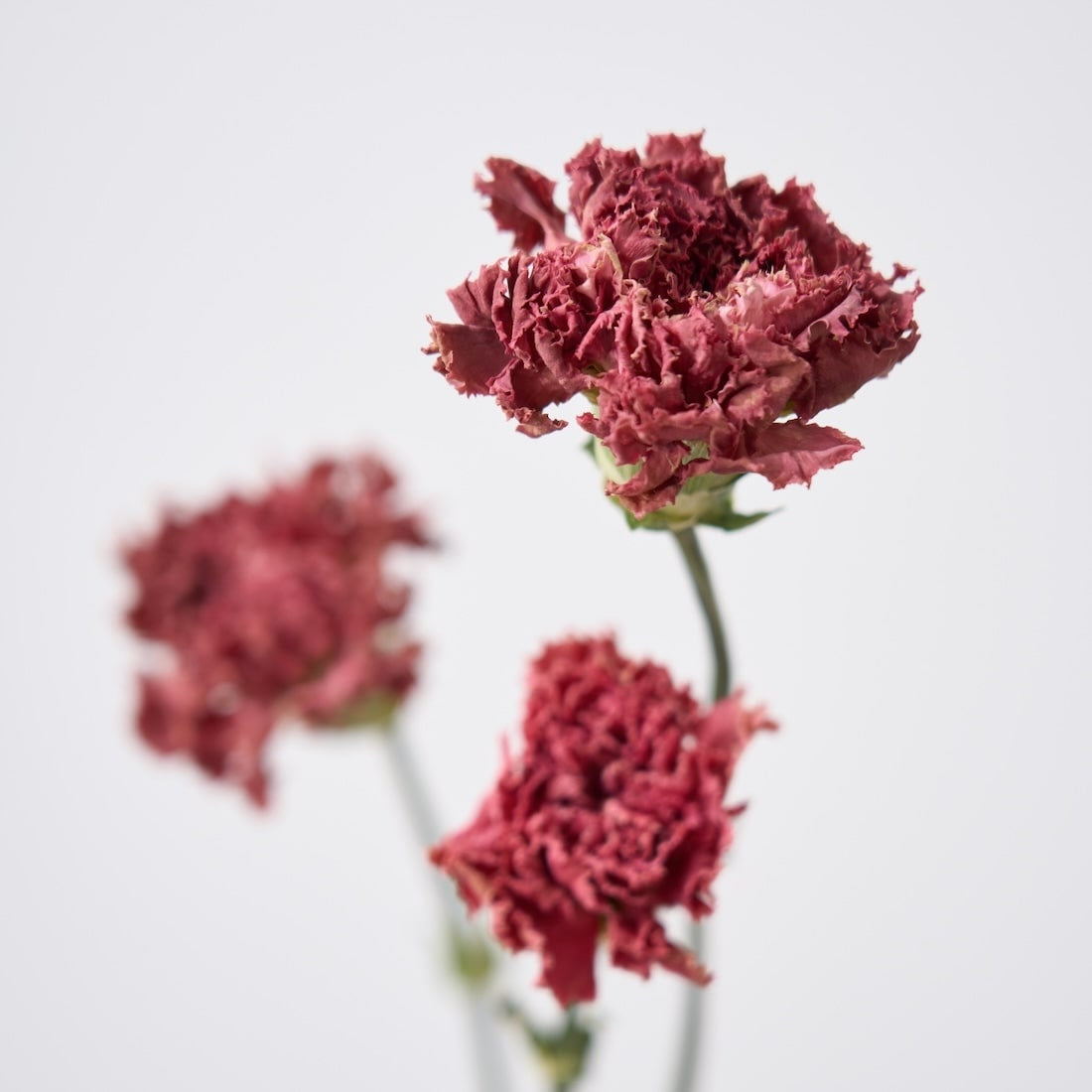 カーネーションの鉢植え carnation 麝香撫子 ジャコウナデシコ大切な贈りものを毎年咲かせよう！ - 庭サポ