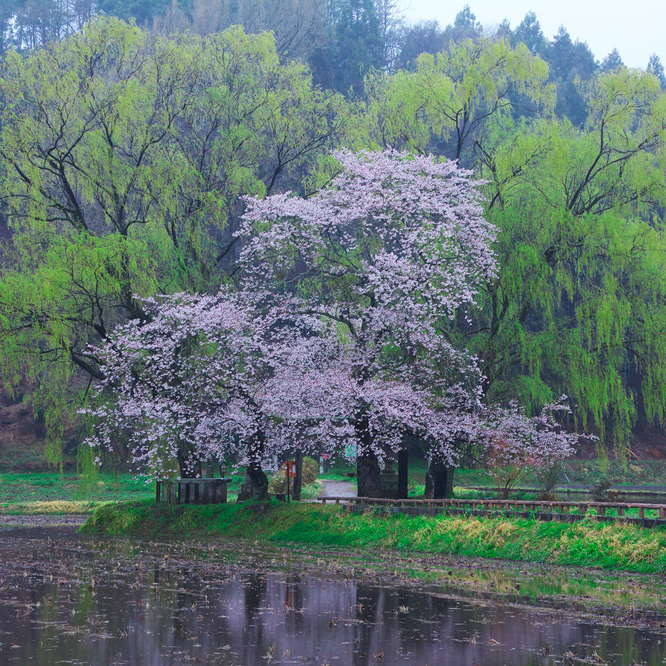 花見：桜の季節を楽しむためのヒント - LIVE JAPAN日本の旅行・観光・体験ガイド