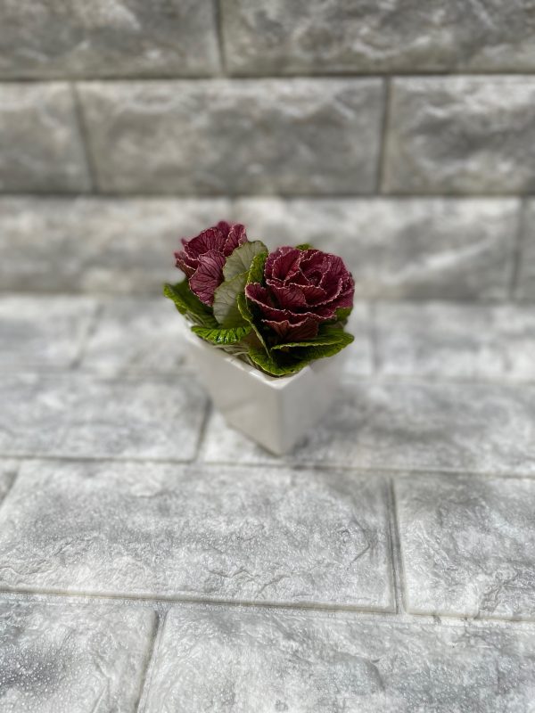 正月飾り用の“葉牡丹”出荷が最盛期三重・紀北町