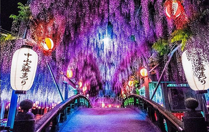 630年受け継がれる歴史咲き誇る“黒木の大藤”を訪ねて令和7年度八女黒木大藤まつり福岡県八女市