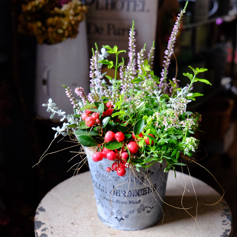初心者・中級者向け! お正月まで楽しめる寄せ植え♪冬のアレンジ方法を伝授します 初心者向けガーデニング園芸チャンネル