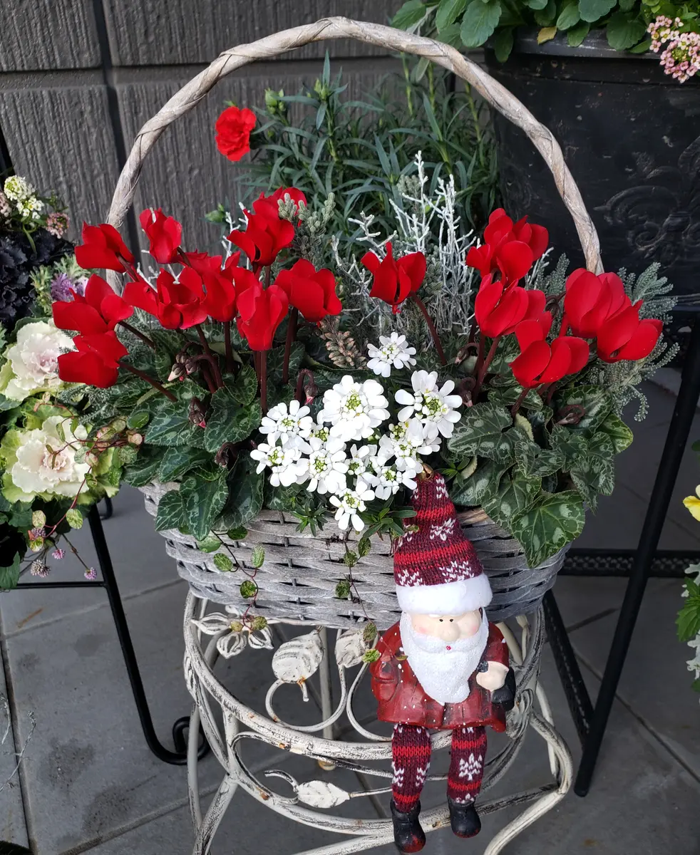 熊本県花き協会熊本の花 「シクラメン」 クリスマスプレゼントやお歳暮の花贈りに人気のシクラメンです🌸良い品から無くなりますので、お早めにお求めください♪ 熊本市、美里町、宇城市などより届きますのでよろしくお願い致します❣熊本の花熊本花屋花屋