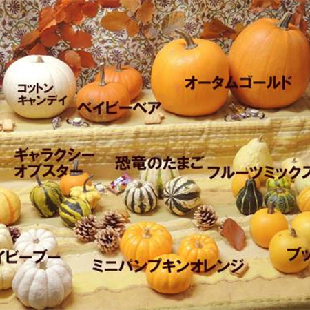 ハロウィン🎃かぼちゃの収穫始まりました 今年はきのこかぼちゃ🍄の収穫ができてます😊山物市場ハロウィン飾りかぼちゃきのこかぼちゃオーガニックorganichalloweenMushroom pumpkin