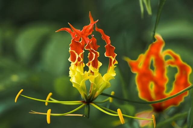 10月4日のお誕生日の方おめでとうございます。 誕生花は「ユリ」 花言葉は「純潔」「威厳」「無垢」Clover4uで扱うおすすめのアイテムも合わせてご紹介します。 ・ ・ SHOPはプロフのリンクからどうぞ🍀 @happy_clover4u ・・Clover4u誕生花花言葉誕生花