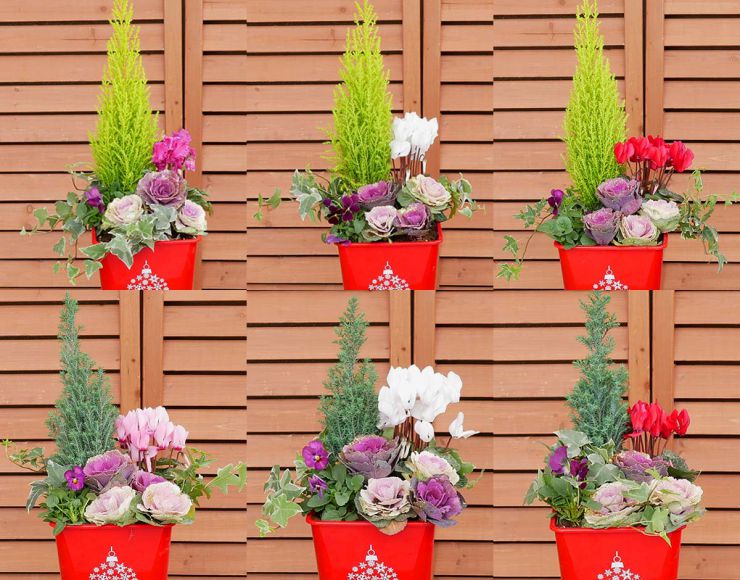 クリスマスツリー寄せ植え♪ガーデニング 赤 お庭 コットン チェッカーベリー 冬 その他インテリア雑貨 作○o咲 通販16819498Creema クリーマ