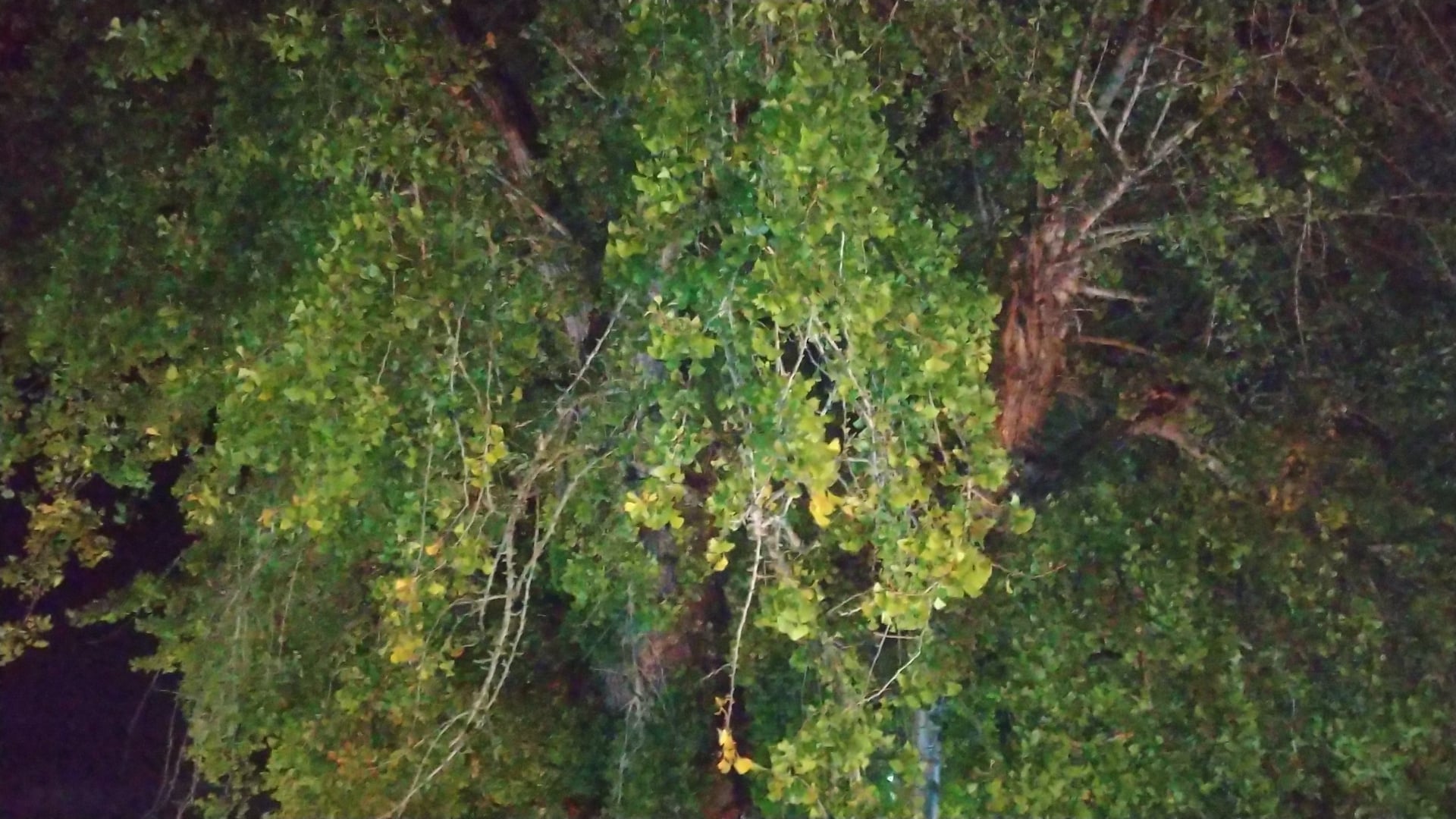 2021年神事のみ 備後一宮・吉備津神社 市立大祭 アソビュー！