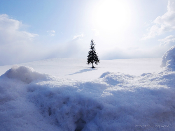 雪原に佇む「クリスマスツリーの木」 美瑛町北海道ミライノート