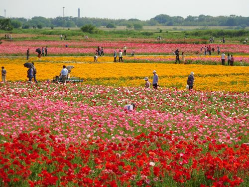 鴻巣市 自慢のポピー畑に異変が。今年の「こうのす花まつり」はちょっと特別になりそう。 とまこ- エキスパート - Yahoo!ニュース