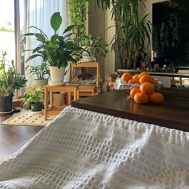 こたつにみかん、座布団に猫が丸まっているイラスト - 無料イラストのIMT 商用OK、加工OK