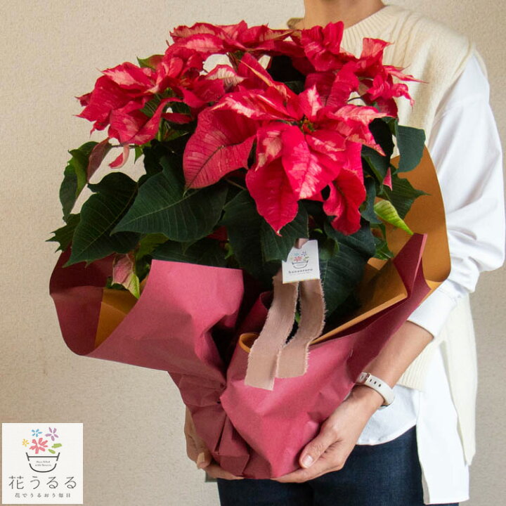 クリスマスや年末を鮮やかに彩る情熱的な「赤い花」きらめく季節におすすめのアイテムを展開第一園芸株式会社のプレスリリース