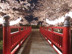 渋川市総合公園の「桜」ライトアップ中！群馬県 伊香保温泉 あかりの宿 おかべ 公式サイト