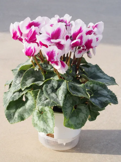 クリスマスグッズやシクラメン、ポインセチアを入荷しました。京都グリーンショップのブログ by カワナミプランテーション