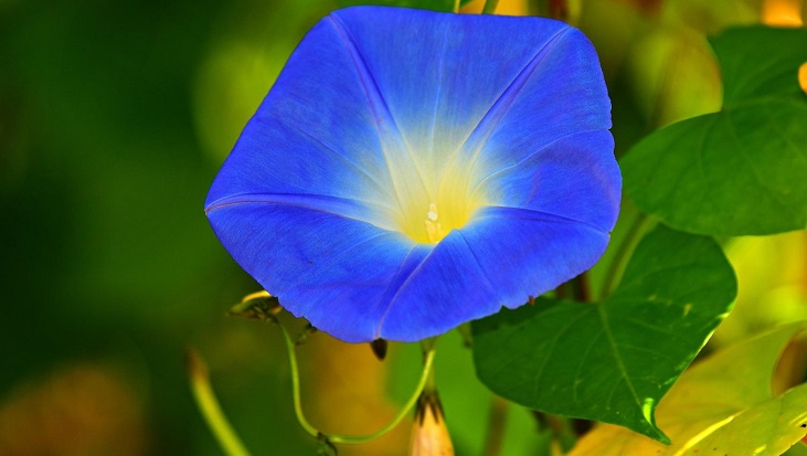 例文付き 7月の時候の挨拶を全般・上旬・中旬・下旬ごとに紹介 - CANVAS若手社会人の『悩み』と『疑問』に答えるポータルサイト