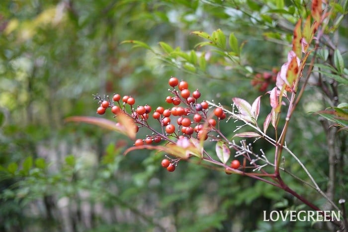 楽天市場 正月 赤い実の通販