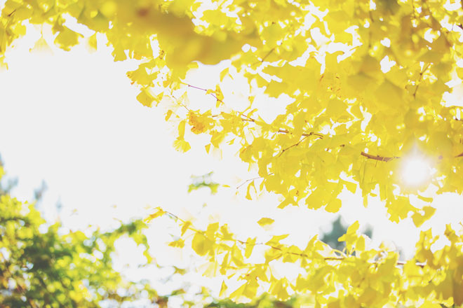 恋愛運アップ 待ち受け 効果あり」の検索結果