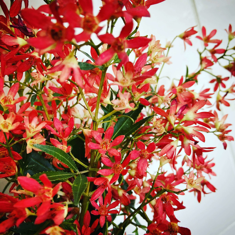 クリスマスや年末を鮮やかに彩る情熱的な「赤い花」きらめく季節におすすめのアイテムを展開第一園芸株式会社のプレスリリース