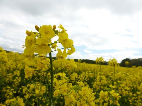たきかわ菜の花まつり😁planet-green.com