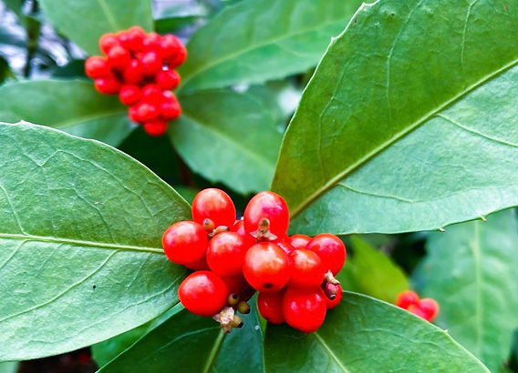 お正月に飾りたい縁起のいい植物も～“実もの”で冬色空間を華やかに演出ことりっぷ