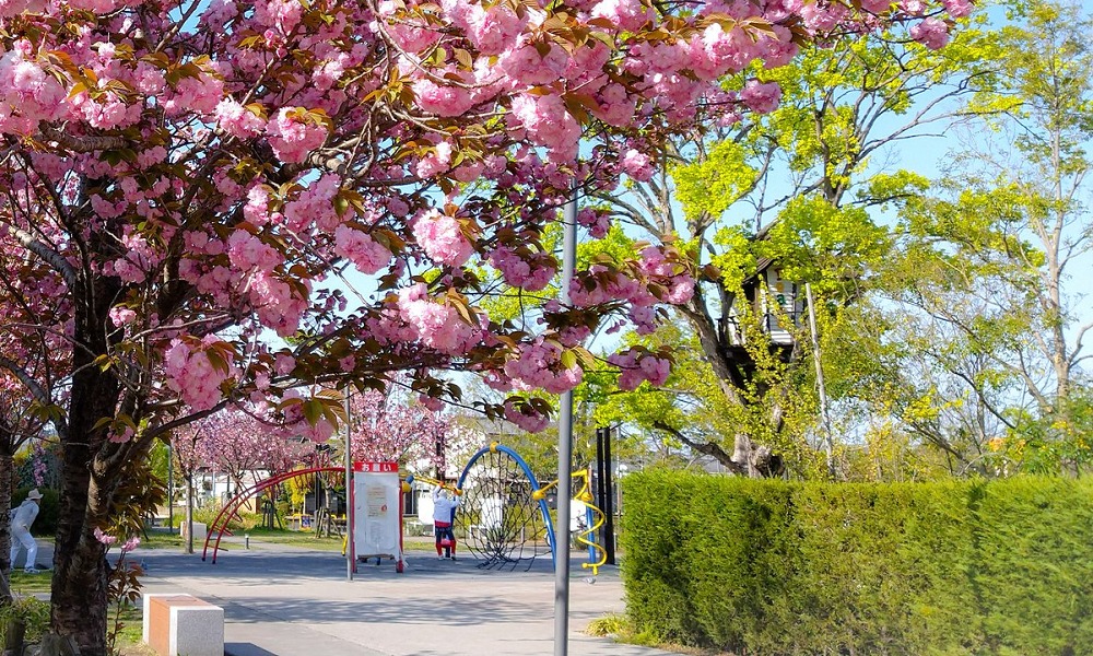 8 23 アリオ倉敷 屋外イベント広場＆倉敷みらい公園で「Botanical NIGHT MARKET-ボタニカルナイトマーケット-」開催！各地からいろんな植物大集合