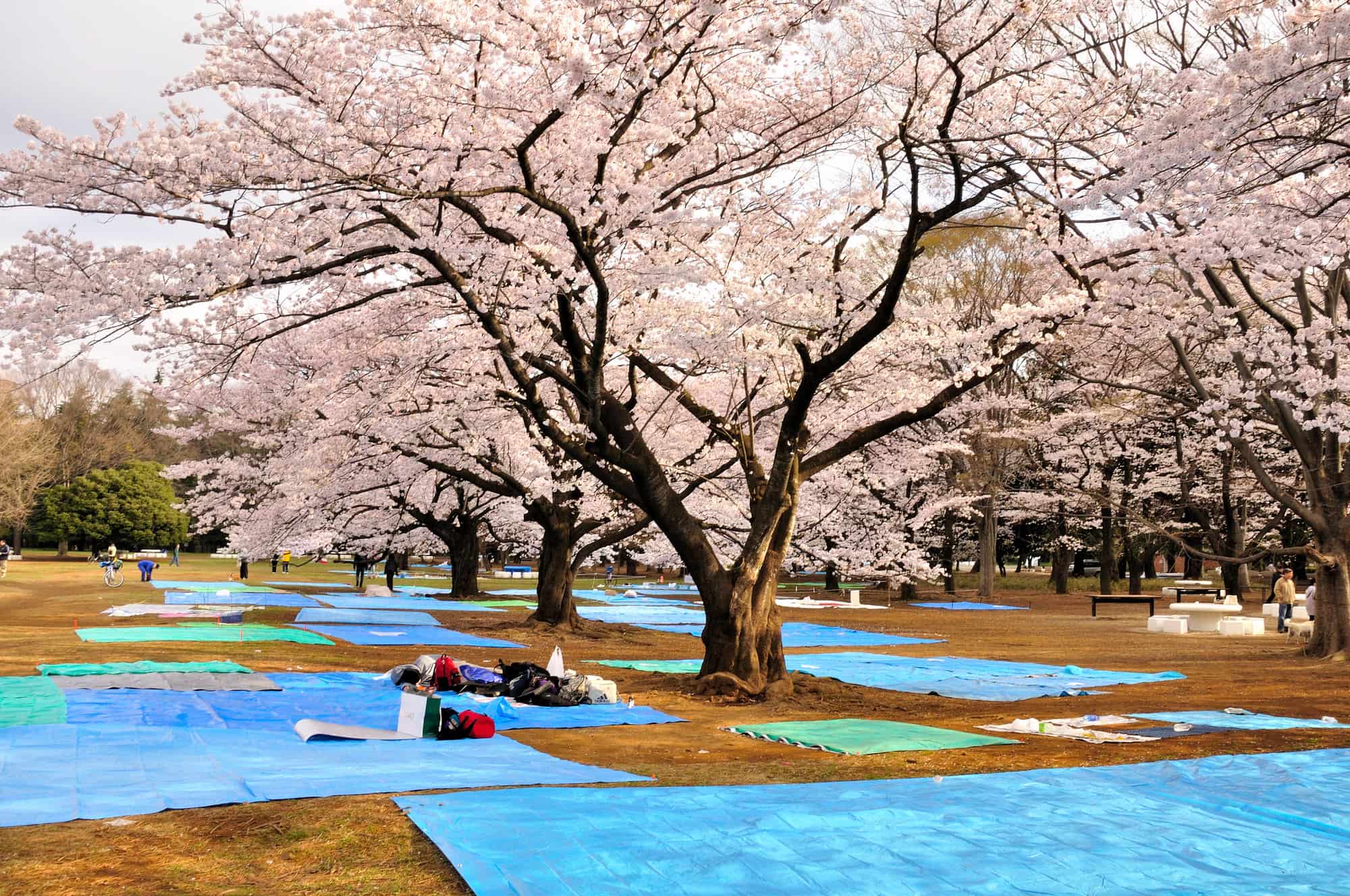 代々木公園 屋台 桜TikTok