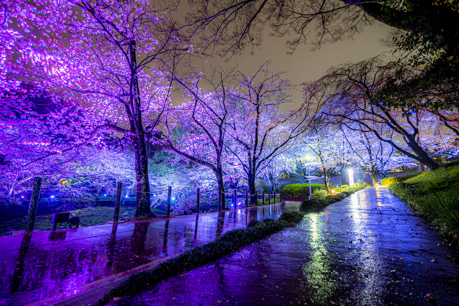 ☆大池公園桜まつり 園内出店します！ - こだわりの唐揚げ専門店 からあげ！ごっち 愛知県 東海市
