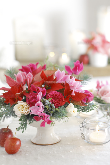 シクラメン・ポインセチア クリスマスを彩る植物- 庭サポ