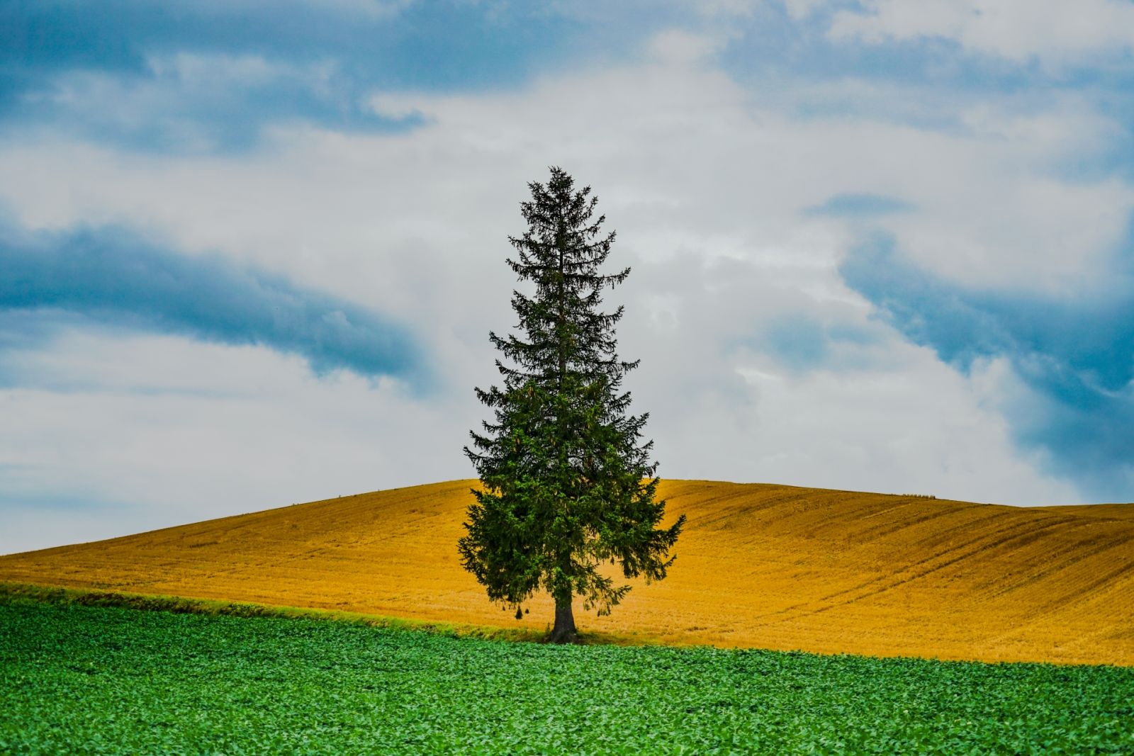 クリスマスツリーの木 北海道美瑛町