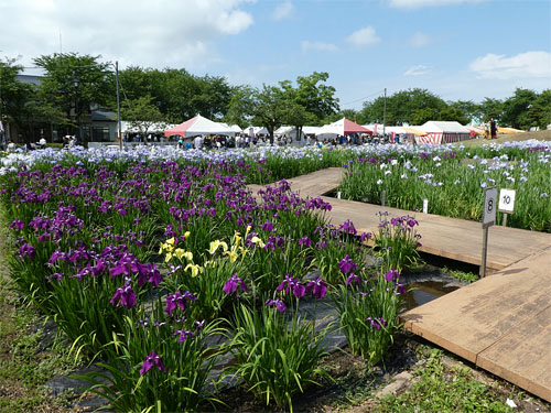 🌸60万本のあやめが咲き誇る9日間 横手市・浅舞公園で「あやめまつり」開催🎉 毎年大人気の花まつりが 今年もやってきました！5.5ヘクタールに広がる 80品種・約60万本の花しょうぶが見頃を迎え 園内は紫のグラデーションに✨ 自然に癒されるだけじゃない！ 週末は子ども