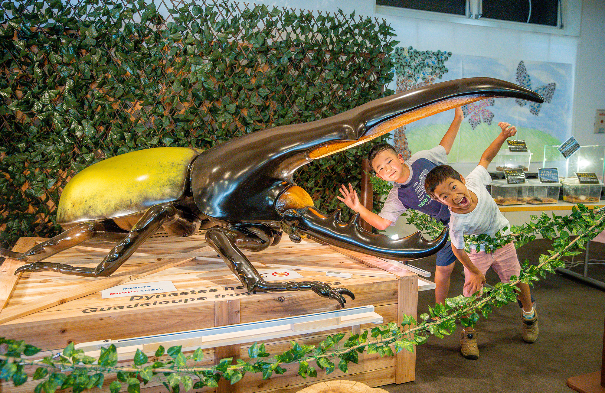 小田原 イベントレポ 2025花菖蒲・睡蓮まつり - 小田原フラワーガーデンで見ごろを迎えた水辺を彩る花々湘南人