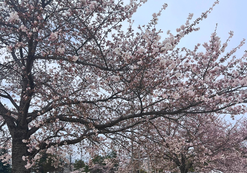 開成山公園の桜2024の混雑回避の時間帯は?屋台 出店 やトイレの場所も紹介！To The Next Stage