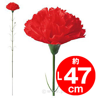 カーネーション旬鮮図鑑 千葉県