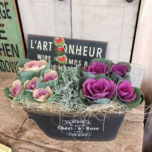 期間限定：12 24まで 正月用寄せ植え 苔玉 松竹 葉牡丹 ハボタン かざりの通販GreenSnap STORE グリーンスナップ ストア観葉植物や多肉植物、花苗の通販