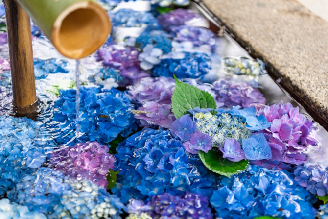 おもちゃの飛行機が手水鉢でプカプカ 京都の飛行神社が話題に おたくま経済新聞 ｄメニューニュース NTTドコモ