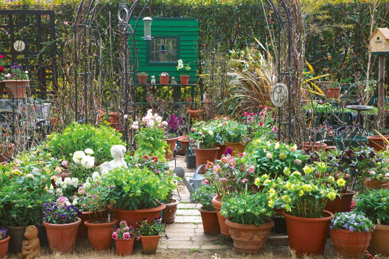 クリスマスローズショウのための寄せ植え : 吉谷桂子のガーデニングブログ