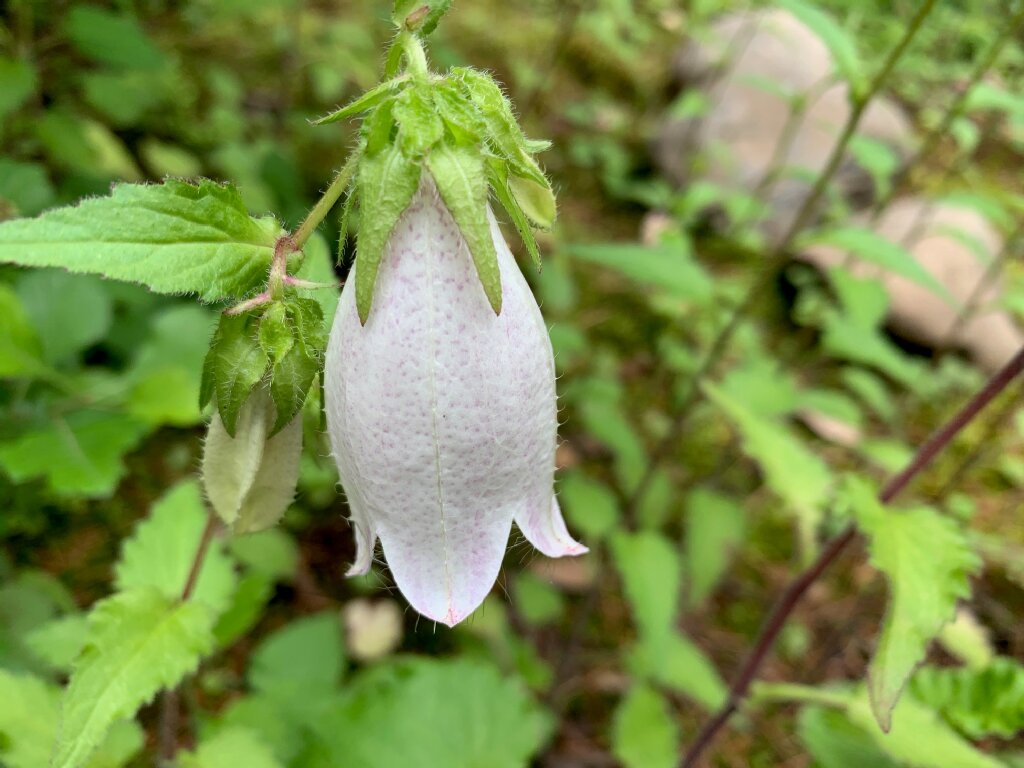 青葉の笛 戦場で流れた旋律-敦盛を偲ぶd9nchanのブログ