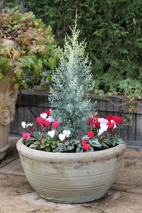 クリスマスの寄せ植え シクラメンの寄せ植え クリスマスお花のガーデン 日記